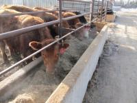 AAFC Finds New Feedlot Feeding Strategies for Increasing Omega-3 in Beef