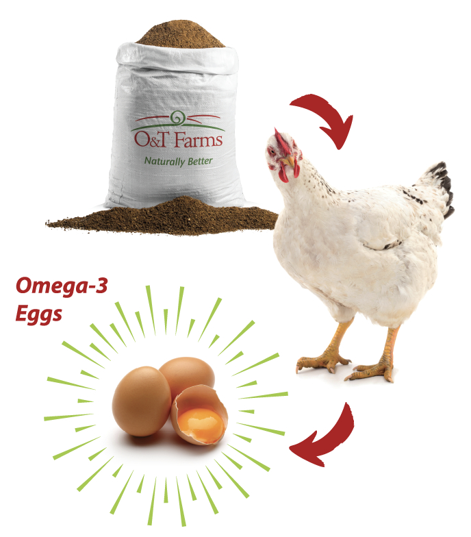 Omega 3 Eggs O T Farms