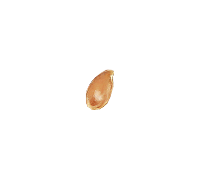 SeedProgression-Animation_Feb19_2020