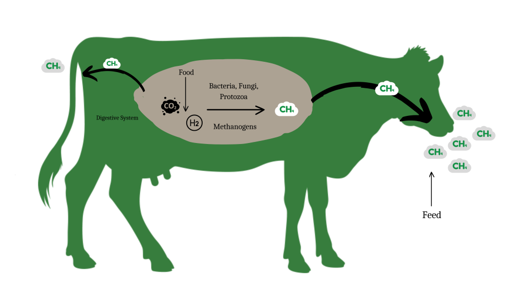 Methane-production-in-dairy-cow
