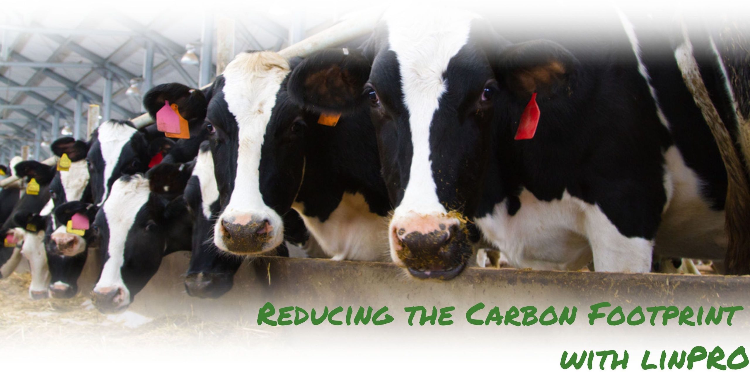 reducing-the-carbon-footprint-banner-scaled