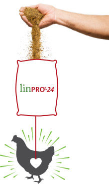 Feeding poultry linPro-24 feed