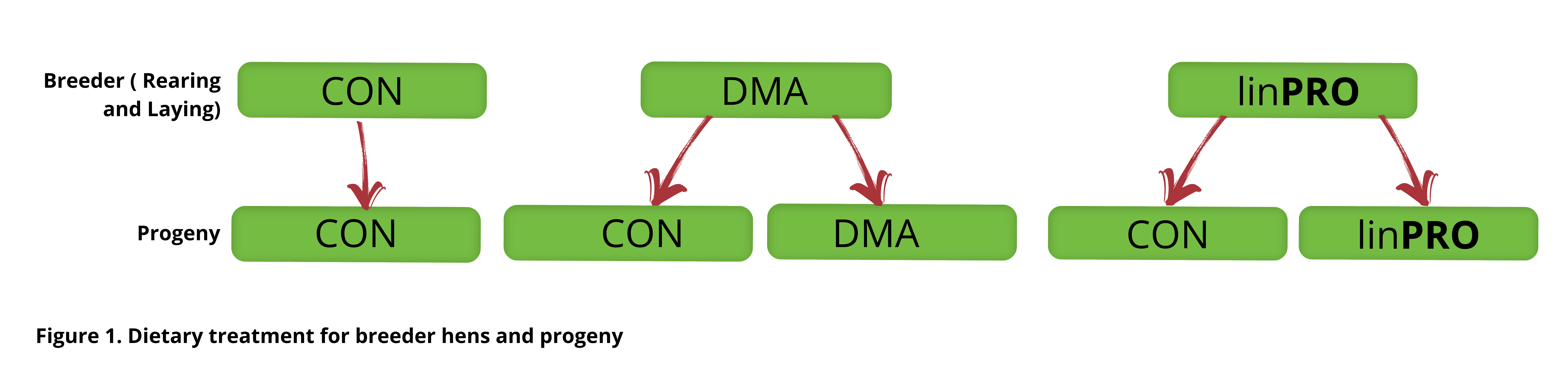 epigenetic-omega-3-broiler-breeder-progeny