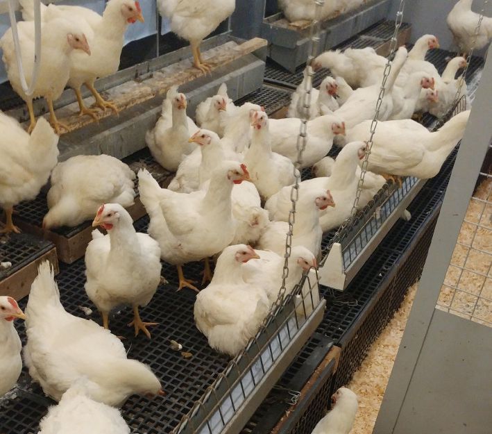 canadian-poultry-article-poulty-image