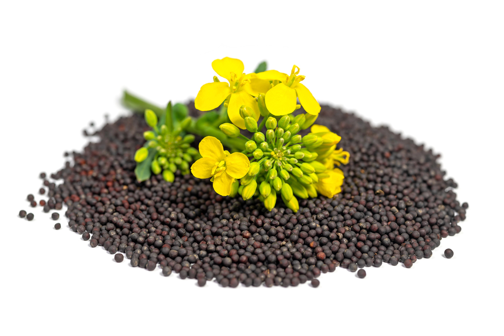 canola seed
