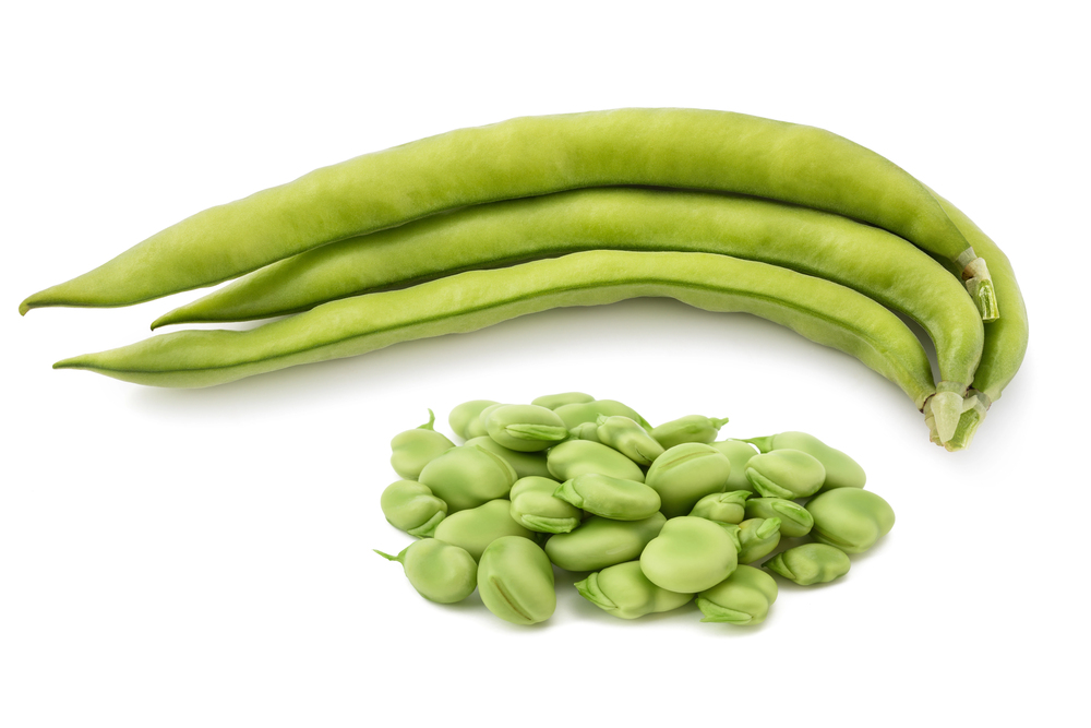 faba beans